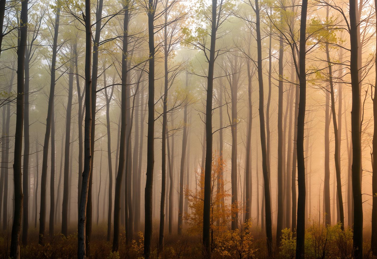 Misty Vermont sugar maple forest at dawn